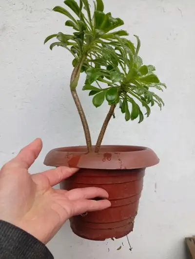 Plantas y arreglos de plantas para eventos - miniatura 2