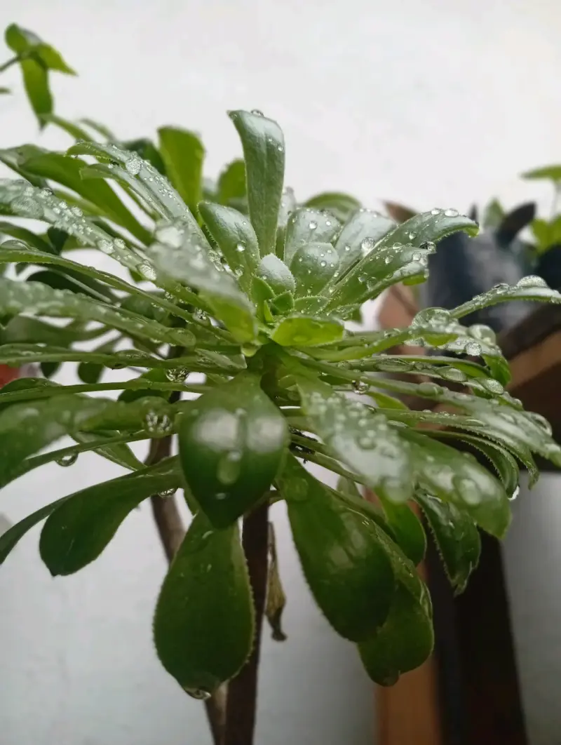 Plantas y arreglos de plantas para eventos - 3