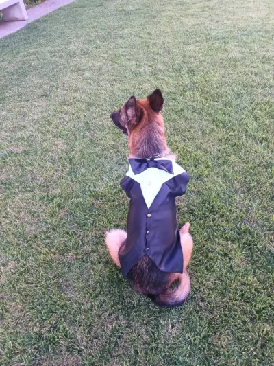 Elegante traje de perro con pajarita - miniatura 1