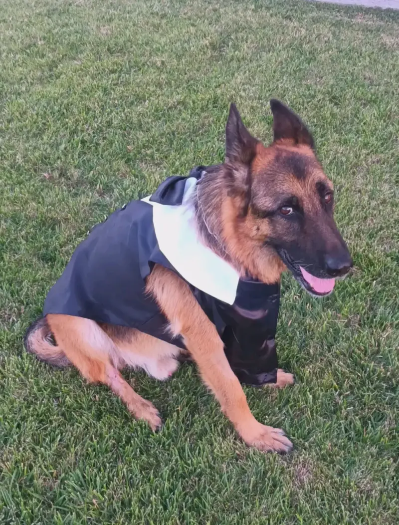 Elegante traje de perro con pajarita - 2