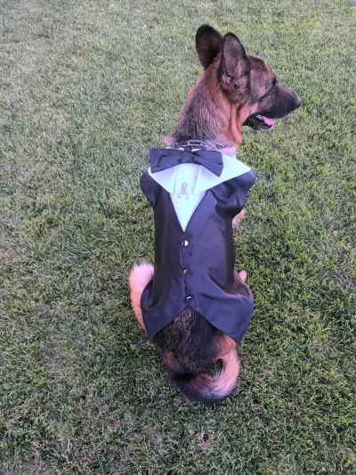 Elegante traje de perro con pajarita - miniatura 3