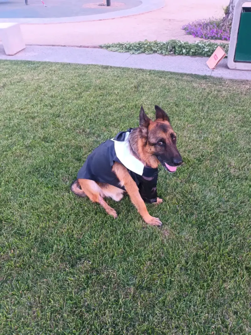 Elegante traje de perro con pajarita - 4