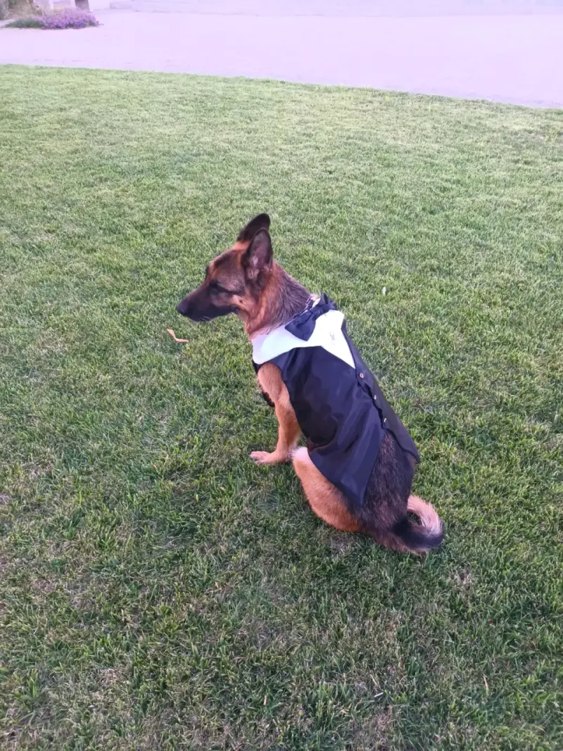 Elegante traje de perro con pajarita - 5