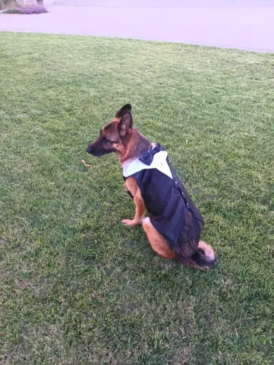 Elegante traje de perro con pajarita - miniatura 5
