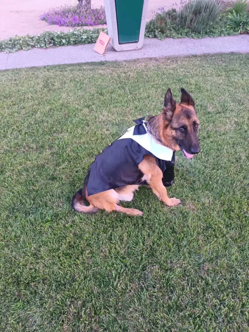 Elegante traje de perro con pajarita - 6