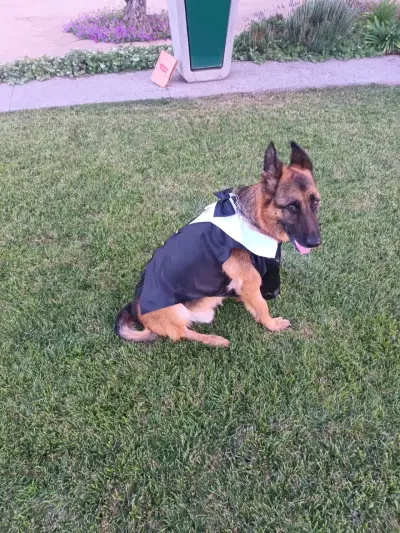 Elegante traje de perro con pajarita - miniatura 6