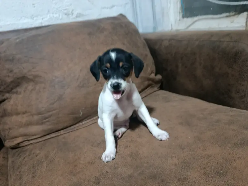 Fox terrier chileno