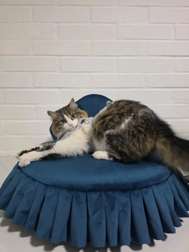 Cama para mascotas diseño premium azul - 2