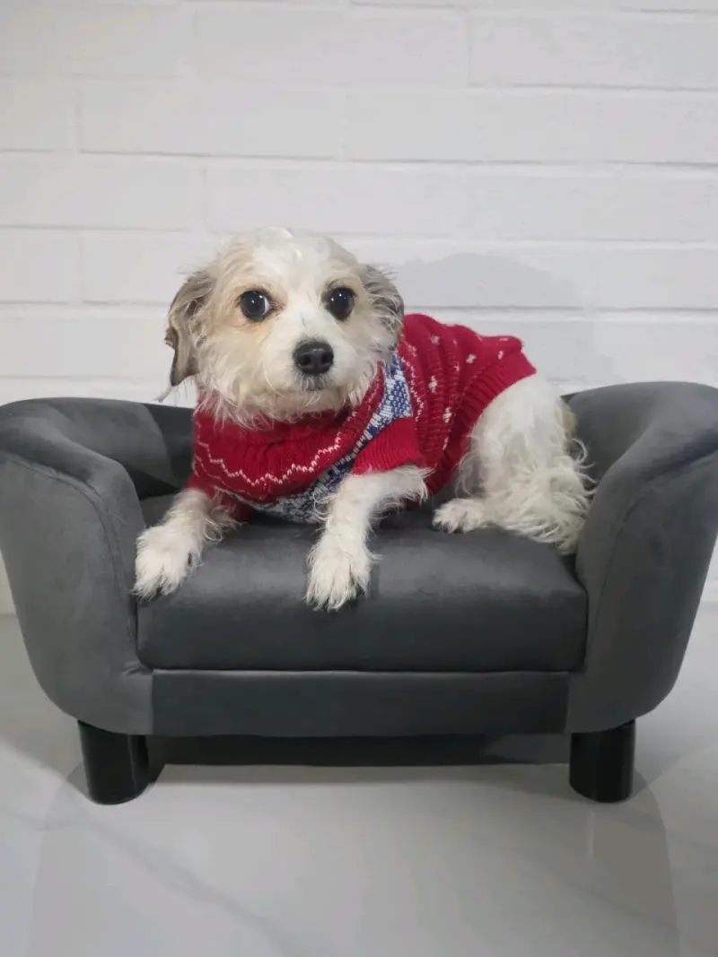 Sofá para mascotas gris con diseño elegante - 1