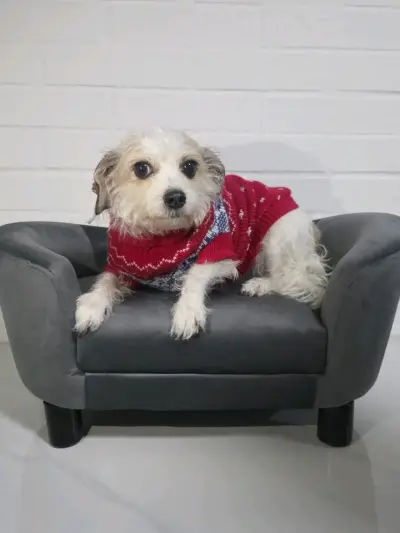 Sofá para mascotas gris con diseño elegante - miniatura 1