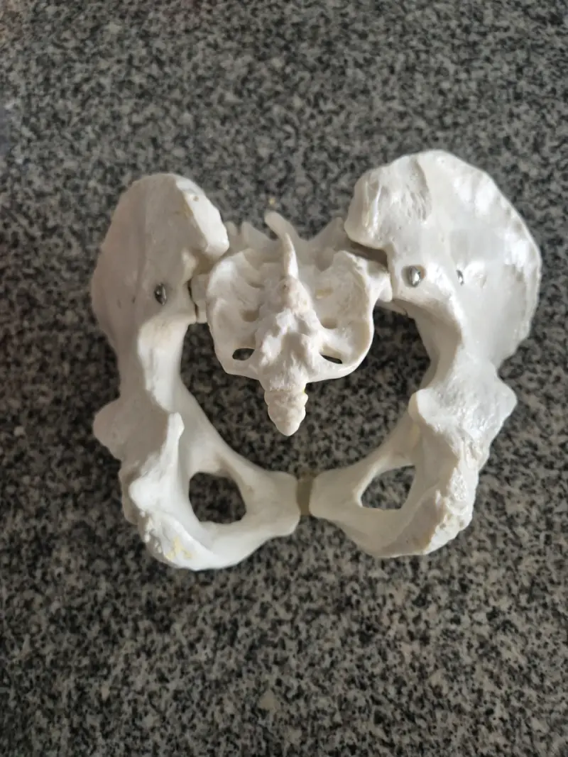 Modelo anatómico de pelvis humana - 1