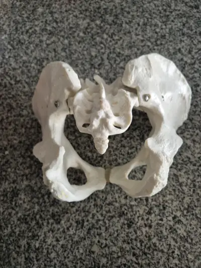 Modelo anatómico de pelvis humana - miniatura 1