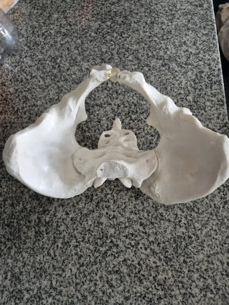 Modelo anatómico de pelvis humana - 2