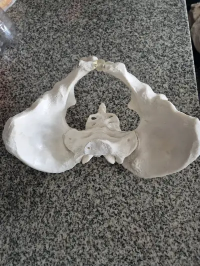 Modelo anatómico de pelvis humana - miniatura 2
