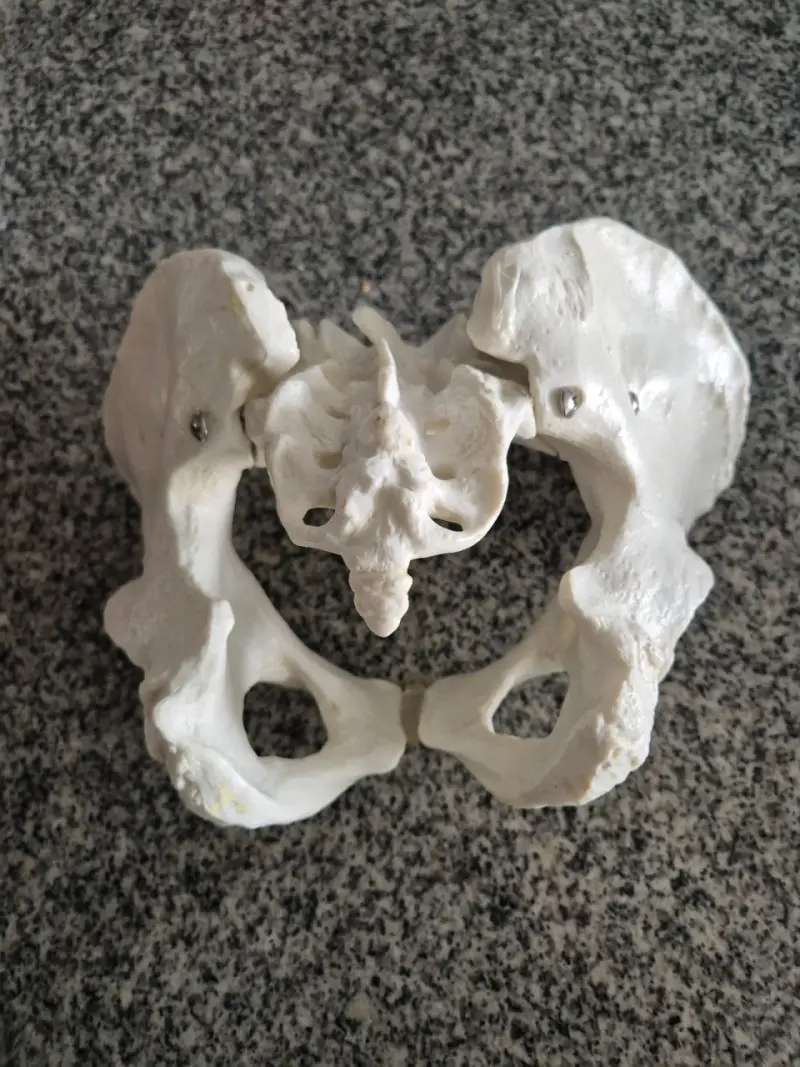 Modelo anatómico de pelvis humana - 3