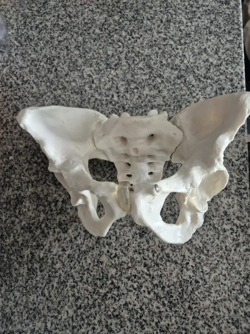 Modelo anatómico de pelvis humana - 4