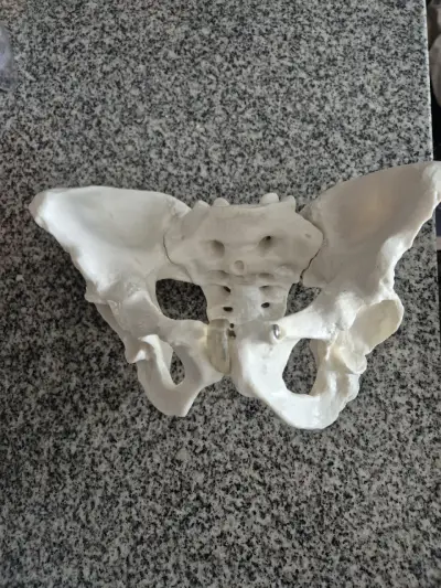 Modelo anatómico de pelvis humana - miniatura 4
