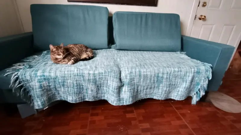 Sofá de Tela verde (gato no incluído 🐱) - 1