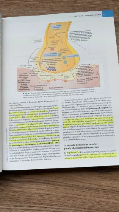 Libro Berne y Levy Fisiología Séptima Edición - miniatura 3