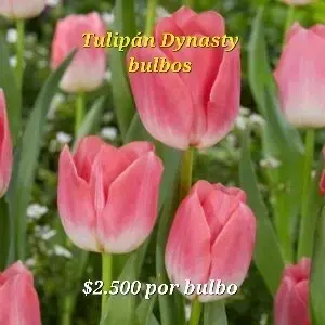 Bulbos de Tulipán