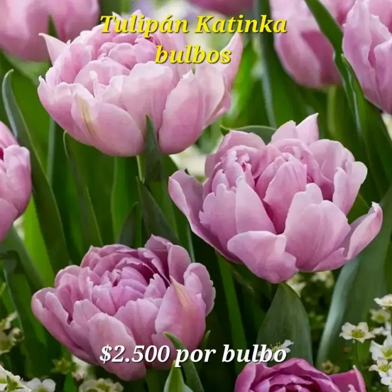 Bulbos de Tulipán - 2