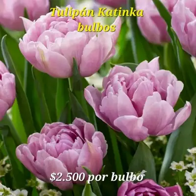 Bulbos de Tulipán - miniatura 2