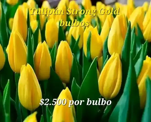 Bulbos de Tulipán - 3