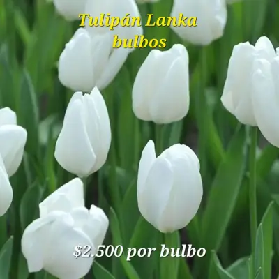 Bulbos de Tulipán - miniatura 4