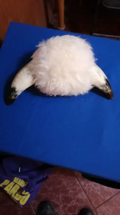 Sombrero de cuernos con peluche blanco - miniatura 1