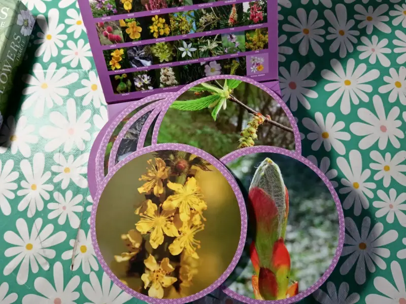 Set de Esencias Florales de Bach Healing Herbs - 5