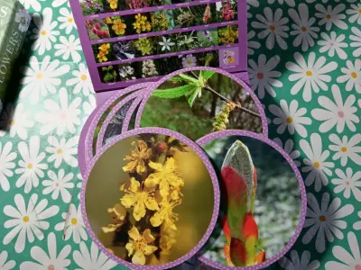 Set de Esencias Florales de Bach Healing Herbs - miniatura 5