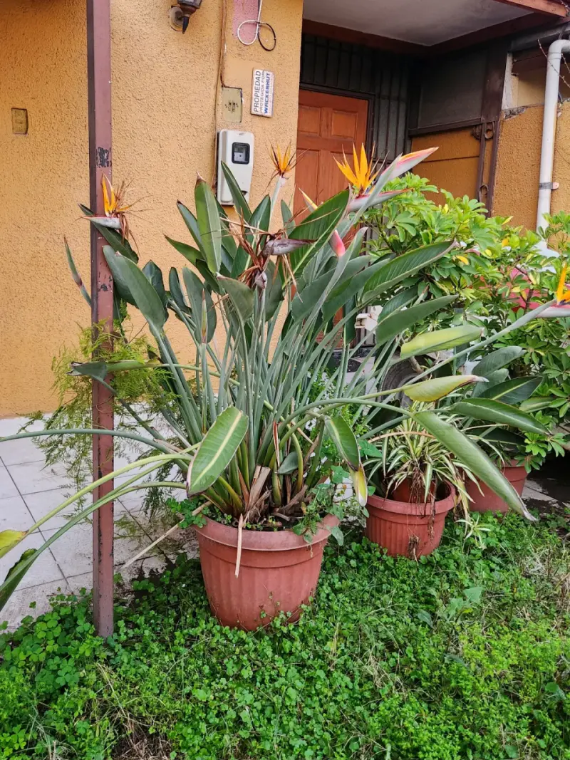 Planta Ave del Paraíso Maceta Grande - 1