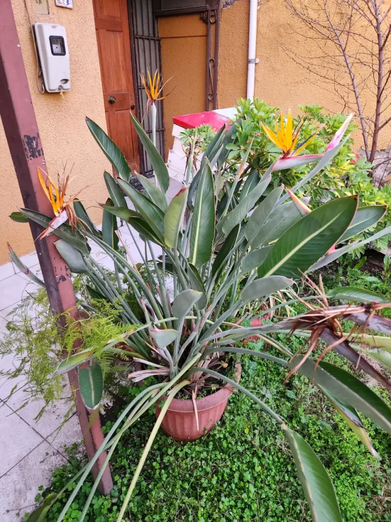 Planta Ave del Paraíso Maceta Grande - 2