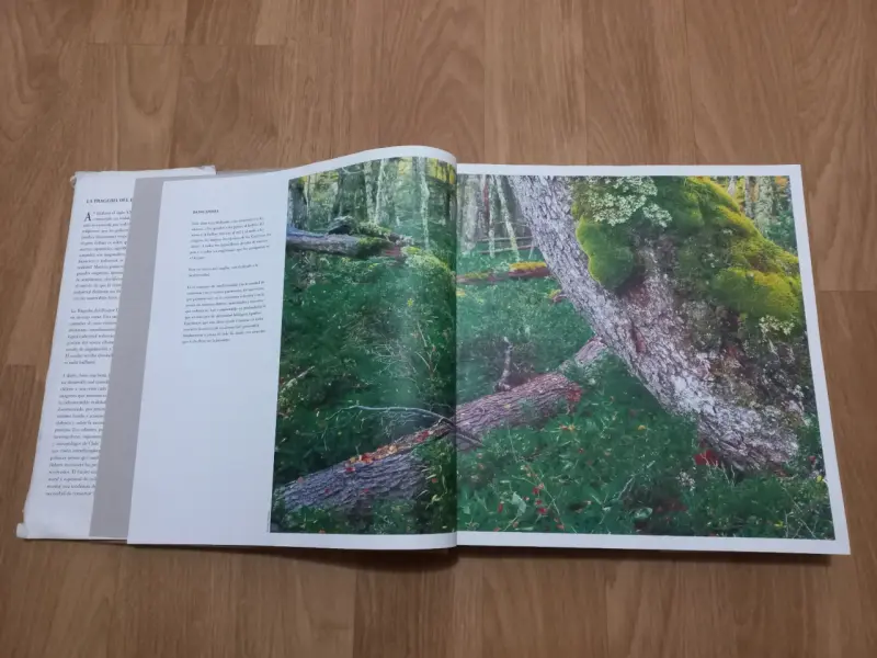 Libro 'La Tragedia del Bosque Chileno' en buen estado - 4
