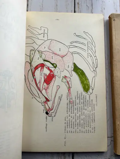 Elementos de Morfología de Vertebrados  1967Tomos - miniatura 3