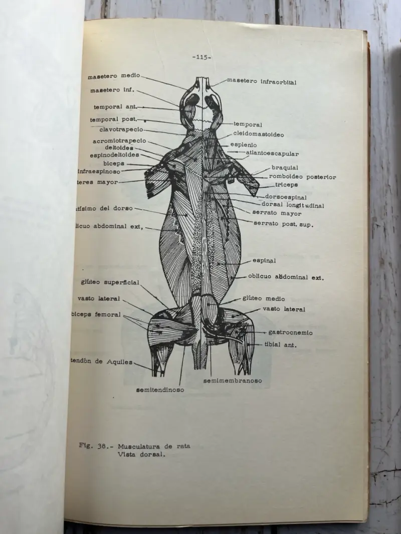 Elementos de Morfología de Vertebrados 1967Tomos - 4