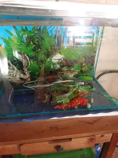 Acuario con accesorios decorativos y filtro - miniatura 1