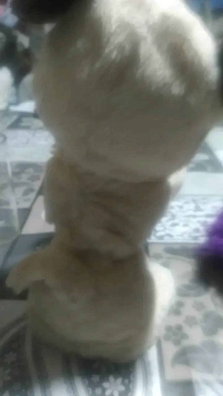 Peluche de perro pug con collar azul - 3