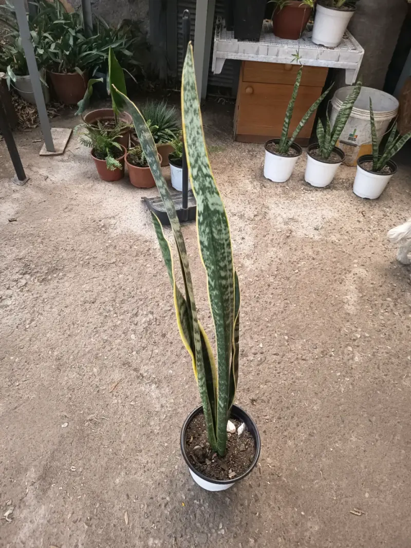 Planta Sansevieria en maceta plástica - 1