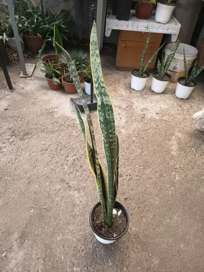 Planta Sansevieria en maceta plástica - miniatura 1