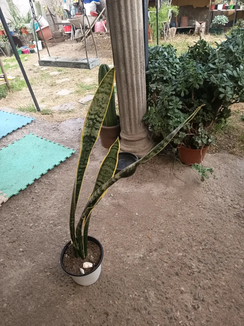 Planta Sansevieria en maceta plástica - 2
