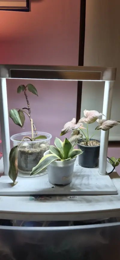 Estación de luz de crecimiento para plantas - miniatura 1