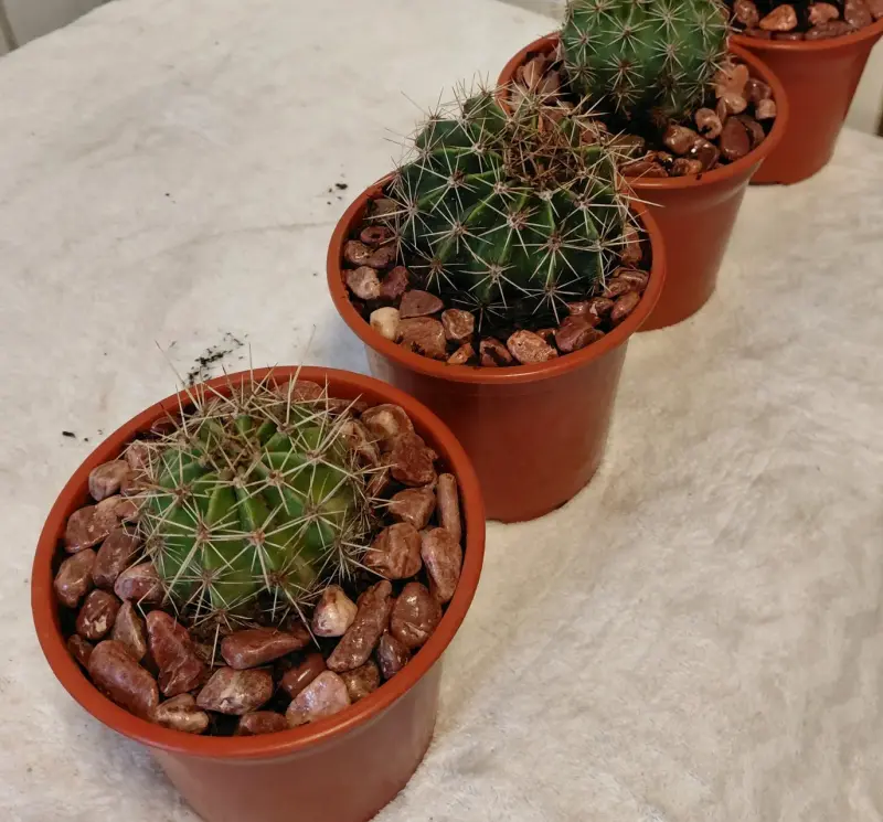 Cactus en maceta plastica con piedras decorativa $ - 2