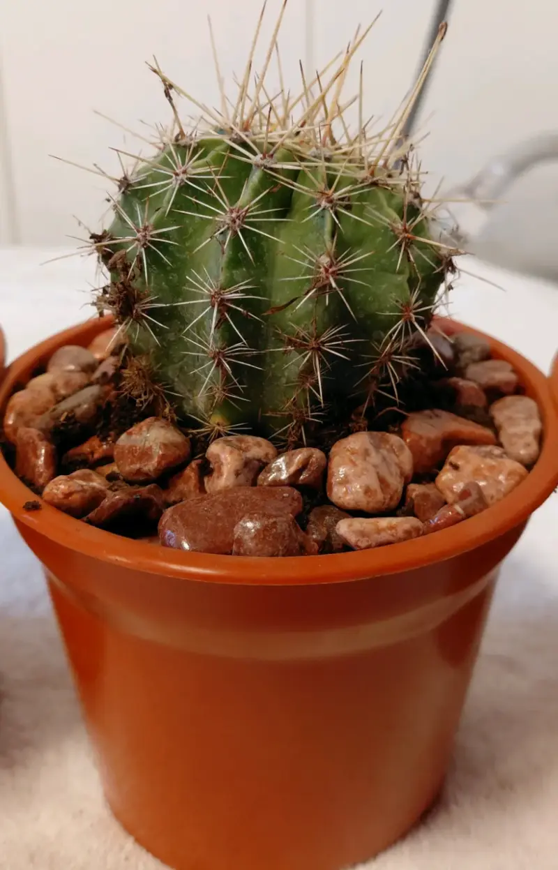 Cactus en maceta plastica con piedras decorativa $ - 3
