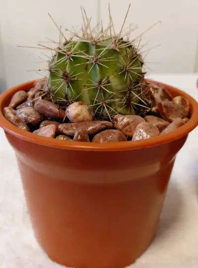Cactus en maceta plastica con piedras decorativa $ - miniatura 5