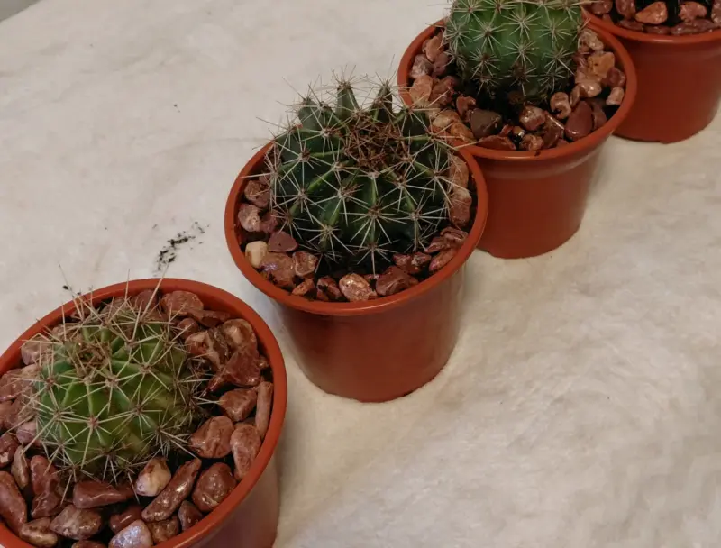 Cactus en maceta plastica con piedras decorativa $ - 6