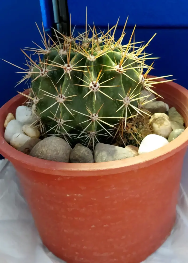 cactus en maceta plastica con piedras decorativas