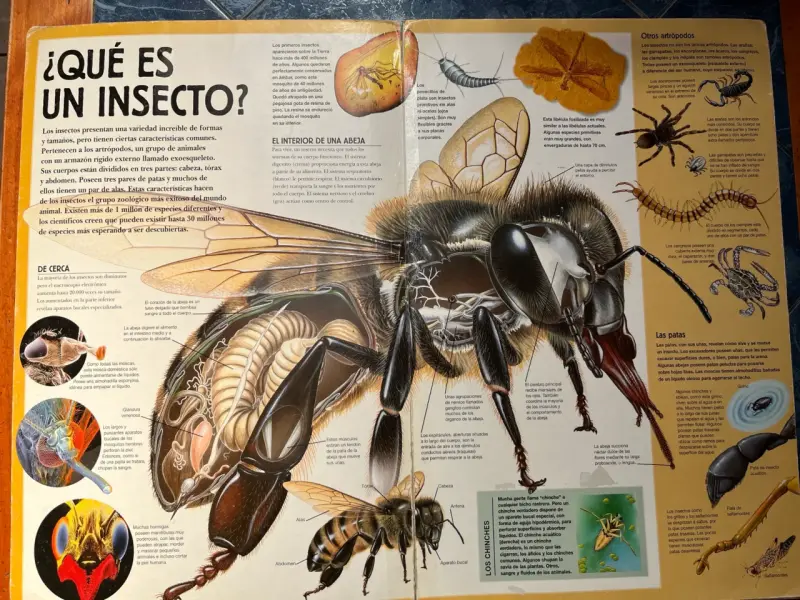 Libro Guías Gigantes Insectos y Arañas - 3