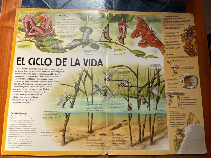 Libro Guías Gigantes Insectos y Arañas - 5