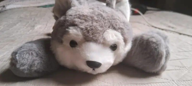 Peluche de Perrito Husky / Lobo Tumbado (Nuevo) - 1